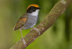 Conopophaga melanops