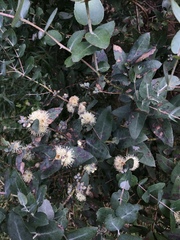Eucalyptus crenulata