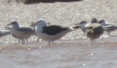 Larus fuscus