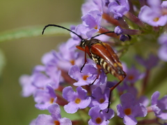 Typocerus acuticauda