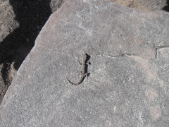 Phyllodactylus gerrhopygus