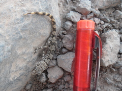 Phyllodactylus gerrhopygus