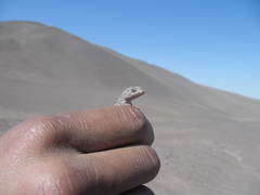 Phyllodactylus gerrhopygus