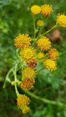 Senecio