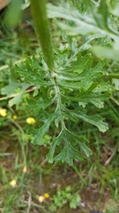 Senecio