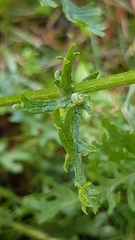 Senecio