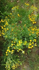 Senecio