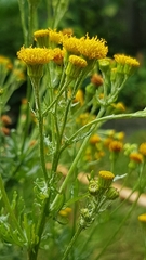 Senecio