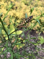 Bembecia ichneumoniformis
