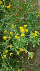 Senecio
