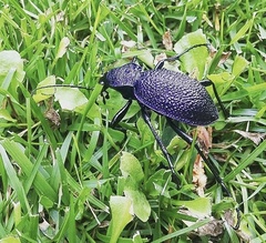 Carabus scabrosus