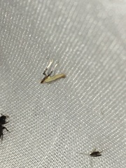 Caloptilia bimaculatella