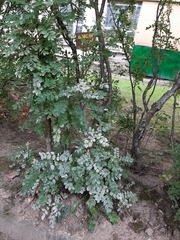 Erysiphe palczewskii