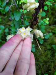 Monotropa hypopitys hypopitys