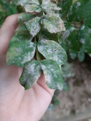 Erysiphe palczewskii