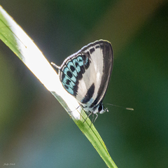 Nacaduba cyanea