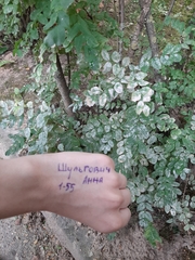 Erysiphe palczewskii