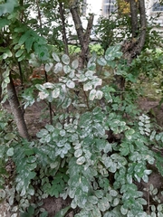 Erysiphe palczewskii