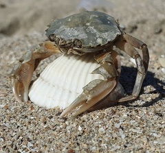 Liocarcinus