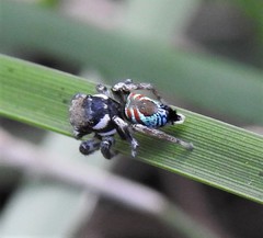 Maratus ottoi