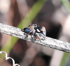 Maratus ottoi