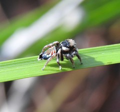 Maratus ottoi