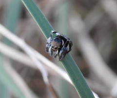 Maratus ottoi