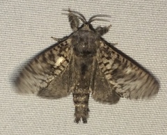Givira francesca