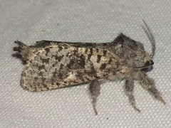 Givira francesca
