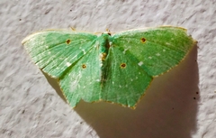 Cyclothea disjuncta