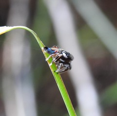 Maratus ottoi