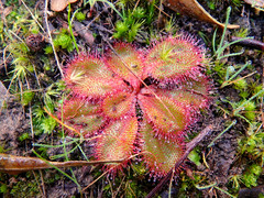 Drosera praefolia