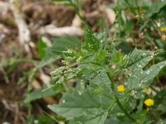 Chenopodiastrum hybridum