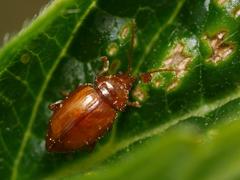 Neocrepidodera ferruginea