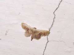 Idaea gemmaria