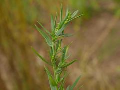 Lithospermum officinale