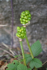 Arum cylindraceum