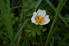 Rosa lucieae
