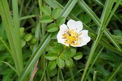 Rosa lucieae
