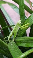 Mantidae