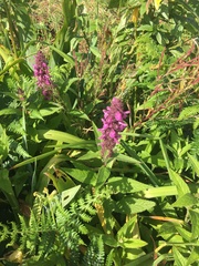 Stachys sylvatica