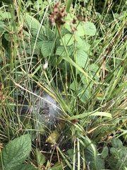 Agelena labyrinthica