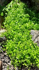 Asparagus asparagoides