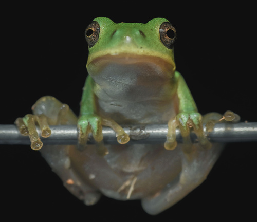 Barking Tree Frog photographed in South Carolina