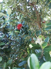 Metrosideros kermadecensis