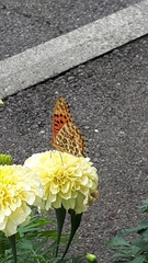 Argynnis hyperbius