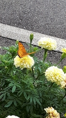 Argynnis hyperbius