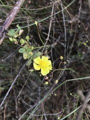 Crocanthemum aldersonii
