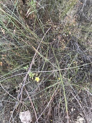 Crocanthemum aldersonii