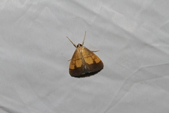 Evergestis limbata